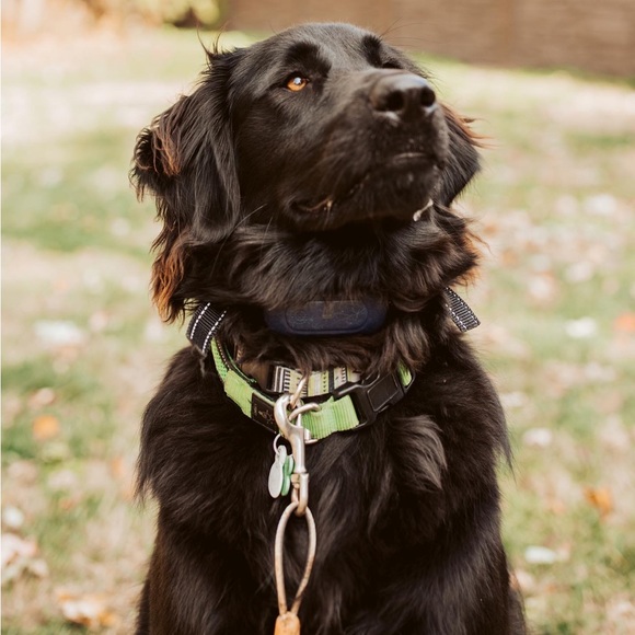 Pet-Friendly Home! - Picture 5 of 7